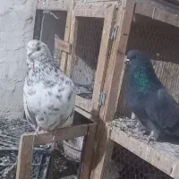 کفترزینتی وپرشی