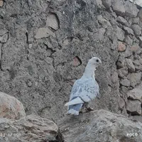 کبوتر|پرنده|کوه چنار, |دیوار