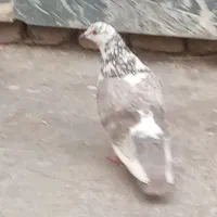 ماده تهرانی میهام