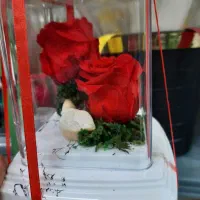 گل رز جاودان