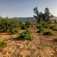 فروش باغ ثمری بر جاده اصلی روستای بردج قابل معاوضه|فروش زمین و ملک کلنگی|شیراز, نصر|دیوار
