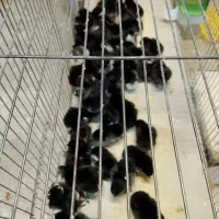 جوجه مرغ محلی یه روزه|حیوانات مزرعه|نطنز, |دیوار