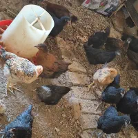 جوجه محلی