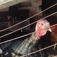 غاز. بوغلمون. خروس دو رگ.|حیوانات مزرعه|گنبد کاووس, |دیوار