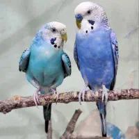 واگذاری مرغ عشق|حیوانات|سنندج, |دیوار