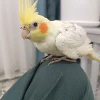 عروس هلندی