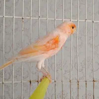 قناری، فولادشهر اصفهان|پرنده|بندر ماهشهر, |دیوار