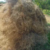 علوفه
