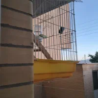 کوتوله برزیلی پیداشده
