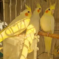 فروش ۳ عدد جوجه عروس هلندی لوتینو