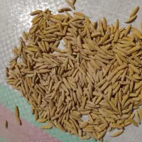 باسلام شالی دمسیا