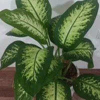 گل طبیعی|گل و گیاه طبیعی|ارومیه, |دیوار