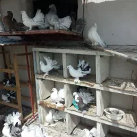کفتر‌دم‌چتری‌اصل‌زیبا|پرنده|بندر ترکمن, |دیوار