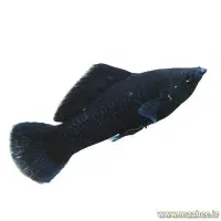 ماهی مولی نروماده تمیزوسالم