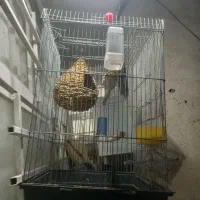 قفس پرنده