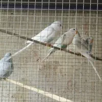 مرغ عشق|پرنده|کردیان, |دیوار