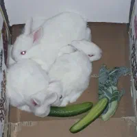 بچه خرگوش سفید چشم قرمز یک ماهه (باشت)|موش و خرگوش|باشت, |دیوار