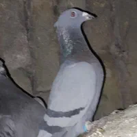 اسباب بازی کفتر|اسباب‌بازی بچه|تربت‌حیدریه, پائین ولایت|دیوار