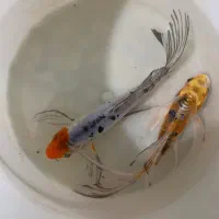 ماهی کوی وارداتی