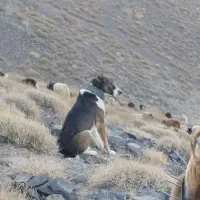 سگ گله ضمانتی