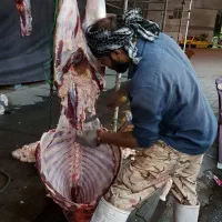 قساب ماهر دام در تهران سلاخ سیاری قصاب و سلاخ