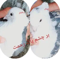 کبوتر خوشونع عقیقه