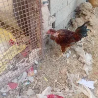 دو عدد جوجه خروس لاری