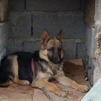 سگ ژرمن شپرد