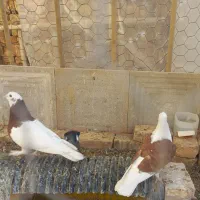 چند جفت کبوتر نقش