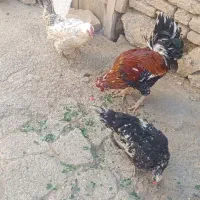 فروش یک خروس لری با دو عددمرغ لریپ