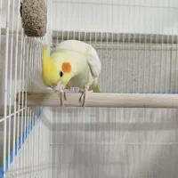 عروس هلندی|پرنده|قم, باسکول|دیوار