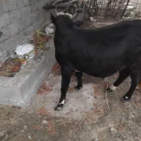 ورزاکوله|حیوانات مزرعه|رشت, لاکان شهر|دیوار