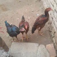 خروس لاری|حیوانات مزرعه|خوشاب, |دیوار