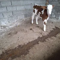 گوساله نر|حیوانات مزرعه|ساری, |دیوار