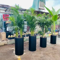 نخل اریکا،نیکولای،عبایی تخفیف ویژه