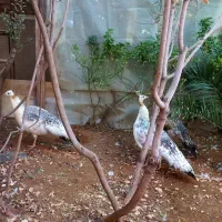 سه عدد طاووس ماده