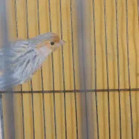 قناری اوپال سیلور|پرنده|قم, پردیسان|دیوار