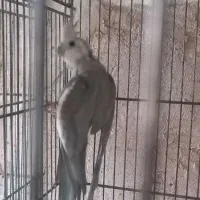 عروس هلندی مولد