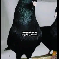 زاغ های استاد ماجد بنی سعید