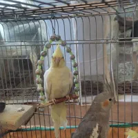 دوعدد عروس هلندی  به فروش میرسد