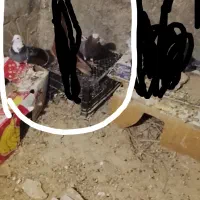 دوتا کفتر کم شدن