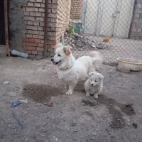 واگذاری ماده سگ پا کوتاه