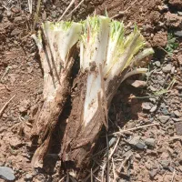 کنگر خوب|عمده‌فروشی|ملایر, |دیوار
