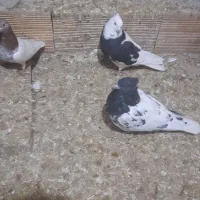 کبوتر کله رنگی و دم رنگی|پرنده|جلفا, |دیوار