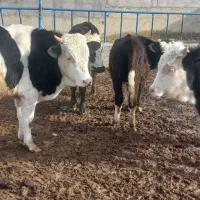 گوساله نر سیمینتال|حیوانات مزرعه|قزوین, |دیوار