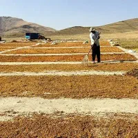 کشمش سبزه انگوری(دودی)وتیزاب|عمدهفروشی|ملایر, |دیوار