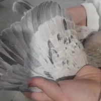 کفتر پرشی|پرنده|تهران, دبستان|دیوار