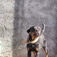 سگ رتوایلر نگهبان