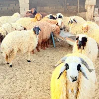 ۱۸عددبره۱۷ماده یک نر داشتی|حیوانات مزرعه|چمران, |دیوار