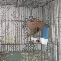 ماده قناری